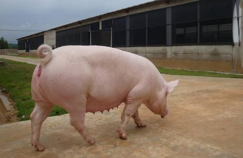 母猪死胎多、采食量低、仔猪腹泻，不要忽视夏季猪群热应激问题