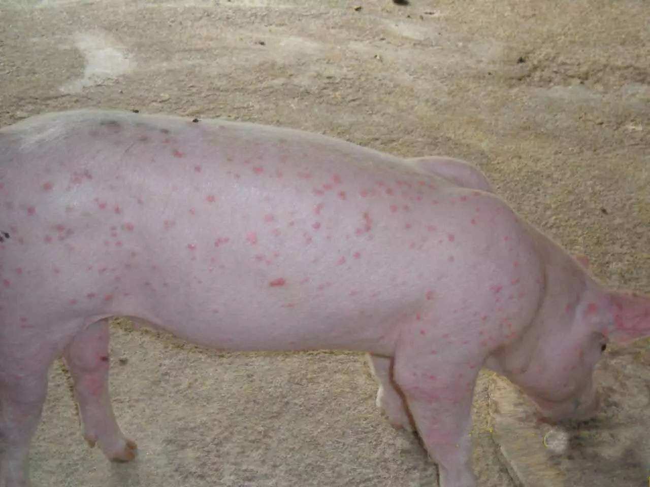 猪圆环病毒引起的皮炎肾病综合征临床症状图片