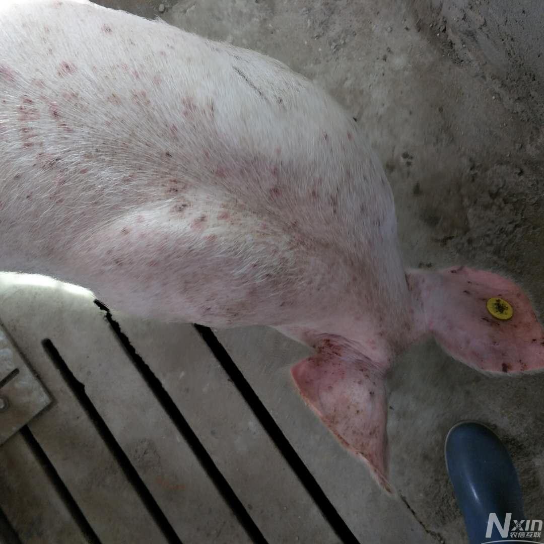 猪圆环病毒引起的皮炎肾病综合征临床症状图片