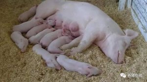 母猪产后不食治疗方法集锦，总有一个方法帮到