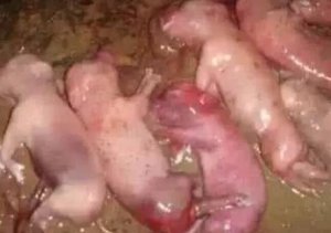 种公猪、母猪繁殖障碍病的防治！你知道多少？