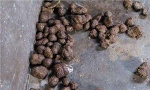 教你如何解决猪食少或不食，喜饮水，常弓腰举
