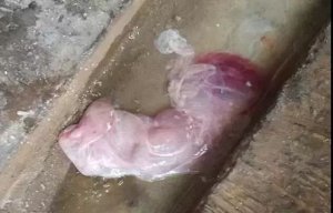 流产母猪该如何处理？何时配种？记住这两点就