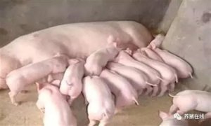 【技术】严防仔猪腹泻源头，让您养殖增效！