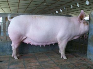 关于母猪便秘问题，老兽医有回答！