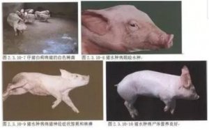 土杂，内二，内三水肿常发丨 一治可治好.....