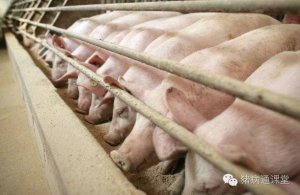 肥猪顽固性腹泻？找出原因才好对症下药！