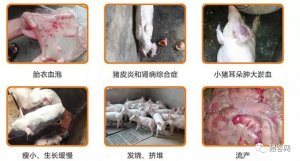 猪蓝耳病到底该不该防？得取决于两个因素