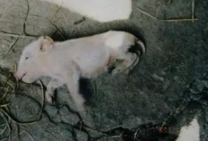 预防猪传染病的“三部曲”分享