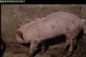 1分钟读懂猪瘟，有图有干货！