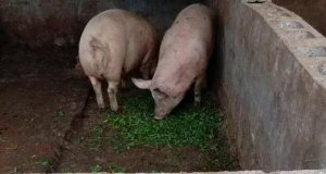 夏季高温对妊娠母猪有何危害？如何避免高温对