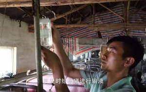 输冷液，让母猪瞬间降温缓解热应激
