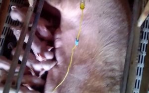 给猪打吊瓶其实很简单我一教你就会