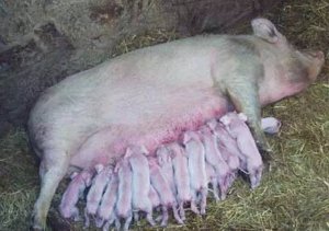 母猪为什么拒哺、咬仔？怎么防治？方案都在这
