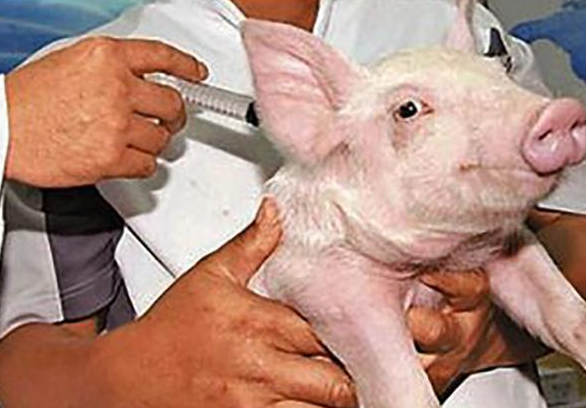 猪常用疫苗的正确接种方法，你知道吗？都在这