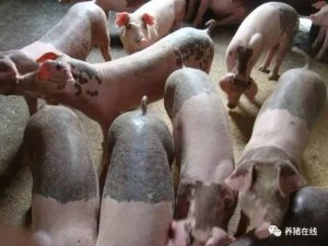 猪病毒性腹泻与细菌性腹泻怎么区分，从这三个