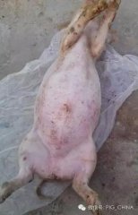 剖检图文：当前急性气胀死亡猪的急救方法和预