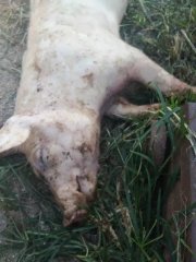 钱花了，猪死了！对于呼吸道问题你考虑过这些