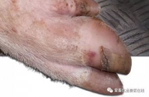 养猪指南：猪蹄裂病和猪口蹄疫你能分清楚吗？