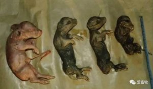 猪病解析：母猪产木乃伊、死胎、弱仔的原因