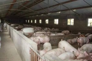 养猪场“预防猪关节肿胀”治疗程序介绍