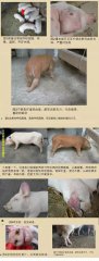 夏季多发！比猪瘟还可怕、养猪户一定要重视！