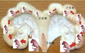 反常有解：母猪生的第一头和中间一头小猪为啥
