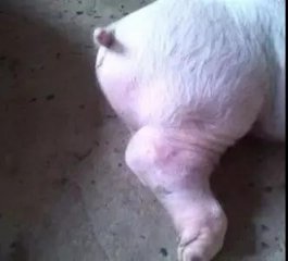 这些疾病都能引起猪出现关节炎，要注意区别！