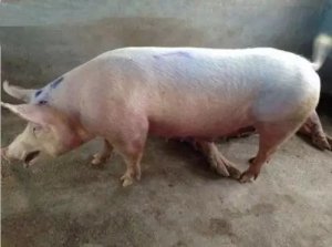 一看就知道猪得了什么病！这几个方法教你“看