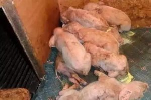 【技术】乳仔猪拉稀综合防控的25个对策！值得