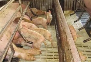 如何正确认识及防治仔猪黄白痢？
