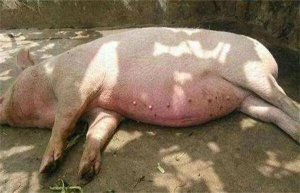 炎炎夏日，猪突然不吃食了咋办？别慌，教你个