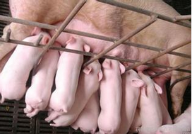 母猪产后泌乳障碍综合症常发生在什么时间？如