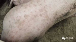 母猪奶水不足和猪身上长痘痘的，这里有妙招！
