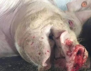 给猪做疫苗过敏怎么办?