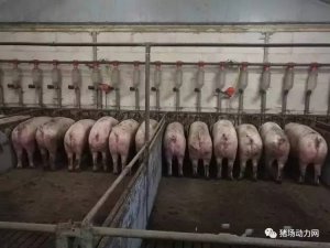 夏季母猪产前不食怎么办？学会这4招立马解决