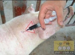 皮下、静脉、腹腔，如何选择正确的注射方式？