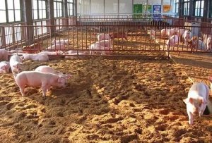 猪流感与猪感冒怎样准确判别？