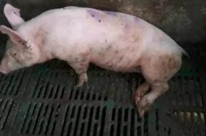 养猪场母猪为什么容易出现产前产后瘫痪？