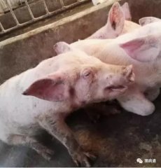 猪咳喘治疗棘手易反弹，老兽医教你轻松搞定并