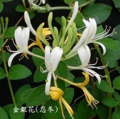 老猪农总结出来的治猪病偏方！管用！