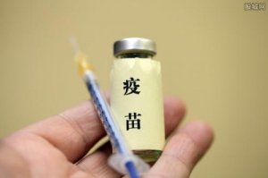 养猪疫苗这样用会直接导致猪群发病！正确使用