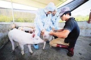 养猪谚语：“四蹄不定，必定有病”，到底是什