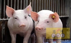 猪免疫抑制的常见因素与防治措施