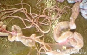 规模化猪场寄生虫病防治中的几个问题