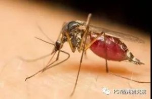 蚊子会不会传播非洲猪瘟病毒，答案在这里？