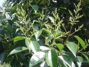 15种能治猪病的树叶，你都用过吗？