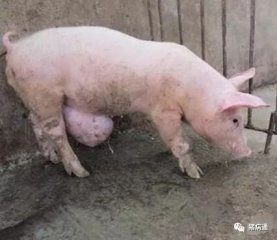 猪得了这种病不要着急，老兽医支招治疗简单好