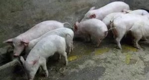 【技术】断奶仔猪腹泻的原因及对策