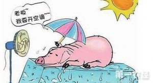 【技术】六种急救法治疗夏季猪中暑